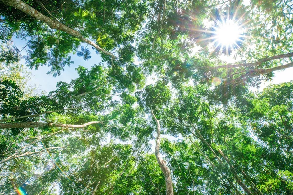 太陽光農業産業とパラゴム緑の木の葉 — ストック写真