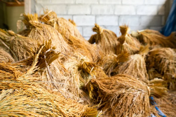 Paddy Riz Après Récolte Garder Dans Maison Riz Industrie Agricole — Photo