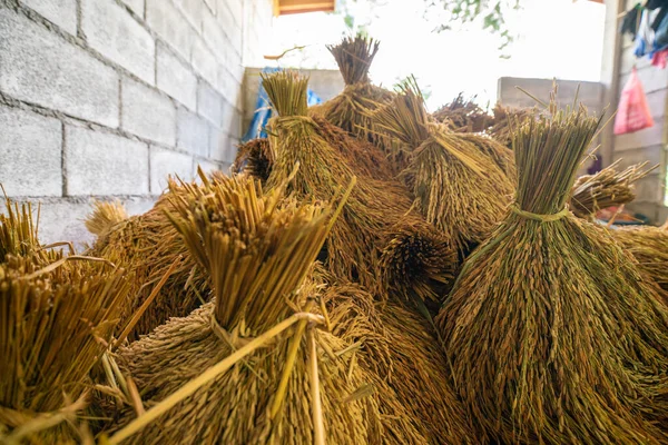 Paddy Rýže Sklizni Držet Rýžovém Domě Zemědělský Průmysl — Stock fotografie