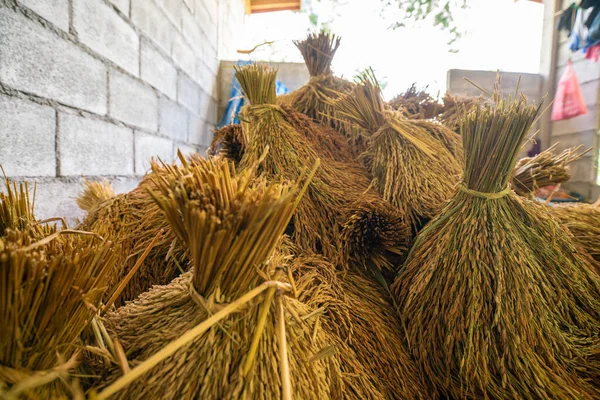 Paddy Riz Après Récolte Garder Dans Maison Riz Industrie Agricole — Photo