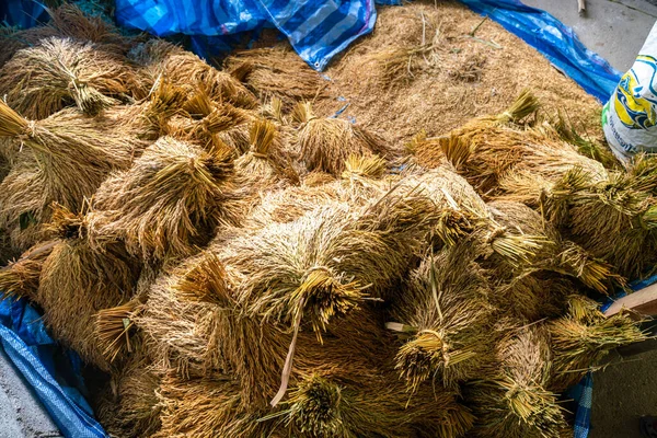 Paddy Riz Après Récolte Garder Dans Maison Riz Industrie Agricole — Photo