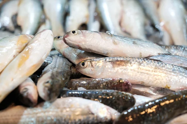 Група Продажу Морської Риби Традиційному Ринку Морепродуктів — стокове фото