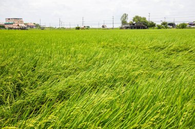 Yeşil çeltik tarlası pirinç tarlası güneşli bir gün renkli gökyüzü tarım endüstrisi