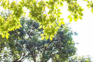 Yeşil fioliage taze ağaç yaprağı ve güneş ışığı arka planı