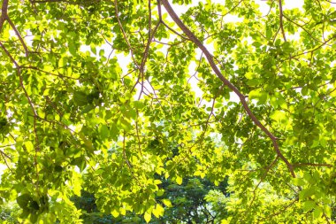 Bulanık yeşil yapraklı yeşil ağaç yaprağı. Güneş ışığı arka plan manzarası.