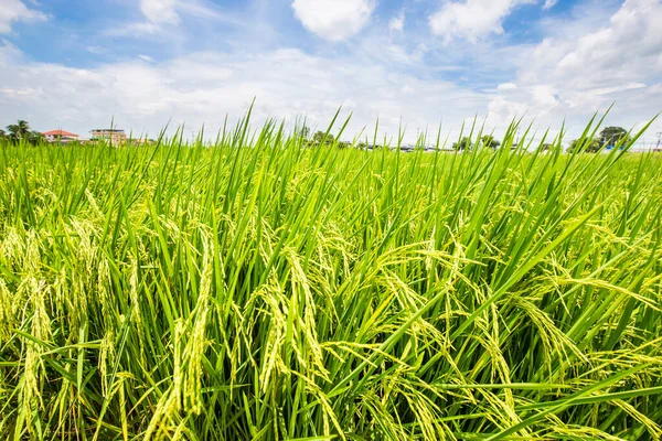 Zöld Mező Hántolatlan Rizs Ültetvény Napsütéses Nap Színes Mezőgazdasági Ipar — Stock Fotó