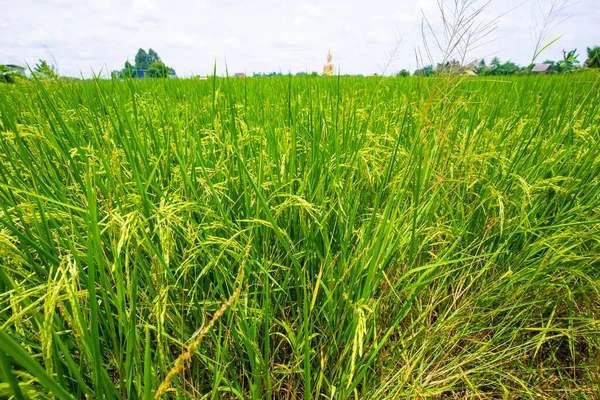 Zöld Mező Hántolatlan Rizs Ültetvény Napsütéses Nap Színes Mezőgazdasági Ipar — Stock Fotó