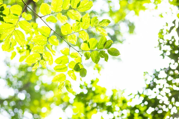 Зеленый Лист Дерева Размытой Зеленой Листвы Солнечного Света Фоне Природы — стоковое фото