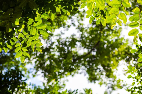 Hoja Árbol Fresco Fiolaje Verde Con Luz Solar Fondo Natural — Foto de Stock