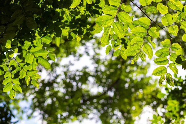 Hoja Árbol Verde Con Follaje Verde Borroso Luz Del Sol — Foto de Stock