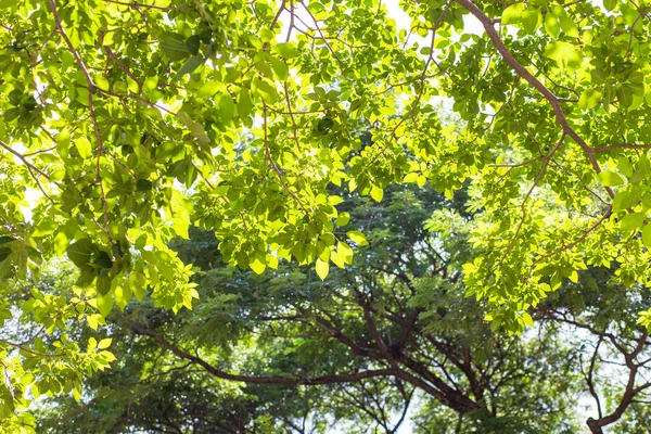 Fioliage Verde Folha Árvore Fresca Com Luz Solar Natureza Fundo — Fotografia de Stock
