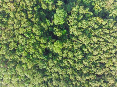 Hava manzaralı yeşil ağaç tropikal yağmur ormanları doğa manzarası