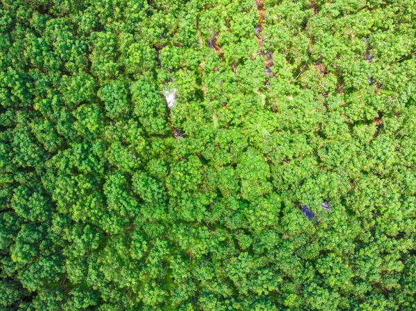 Flygfoto Grönt Träd Tropisk Regnskog Natur Landskap — Stockfoto