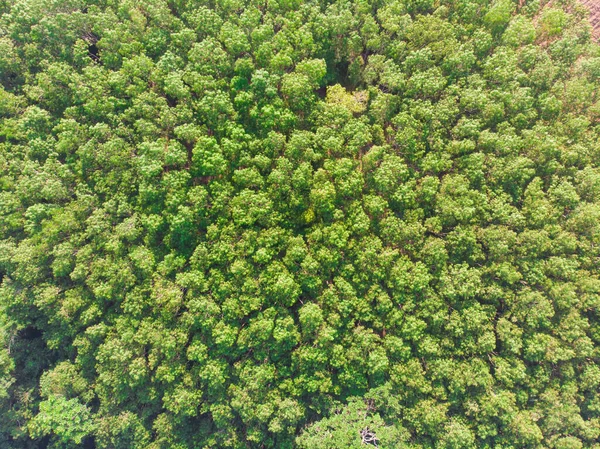 Flygfoto Grönt Träd Tropisk Regnskog Natur Landskap — Stockfoto