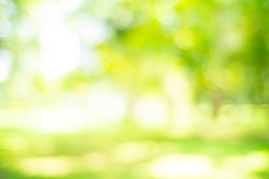 Soyut bulanık yeşil park güneş ışığı, doğa sahnesi