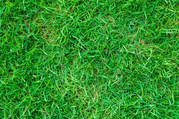 Зеленый Травяной Фон Текстура Природы Украшение Объекта — стоковое фото