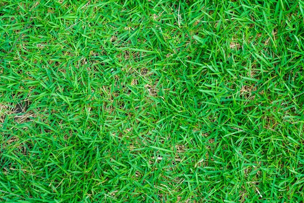 Green Grass Background Nature Texture Decoration Object — Stock Photo, Image
