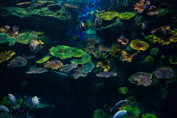 Під Водою Морське Життя Кораловий Риф Риба Акваріумі — стокове фото