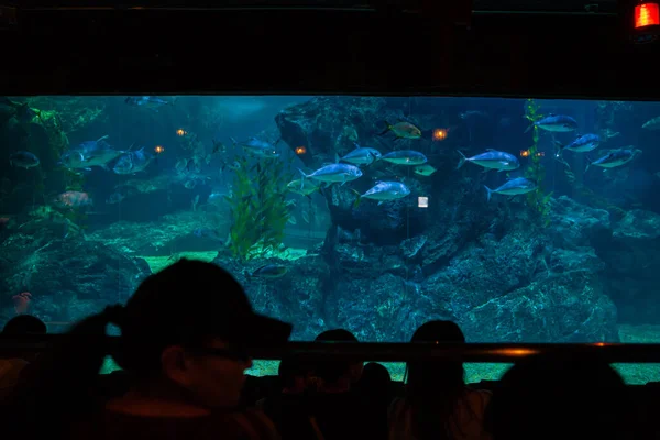 Silhouet Groep Mensen Met Familie Voor Aquarium Tank Genieten Van — Stockfoto