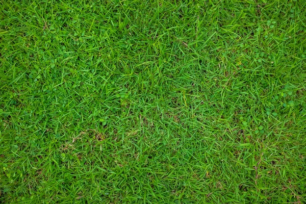 Grönt Gräs Natur Konsistens Botanisk Trädgård Färskt Gräs — Stockfoto