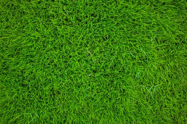Erba Verde Natura Texture Giardino Botanico Erba Fresca — Foto Stock