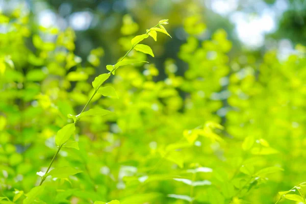 Verde Albero Foglia Sfocato Sfondo Con Sole Luce Natura Texture — Foto Stock