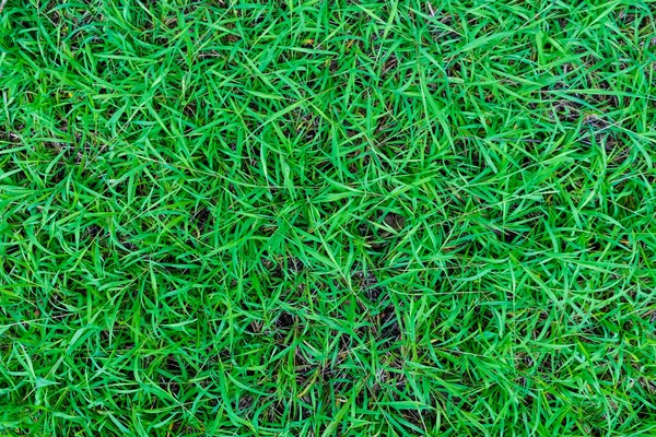 Green Fresh Grass Texture Botanical Background Real Grass — Stock Photo, Image