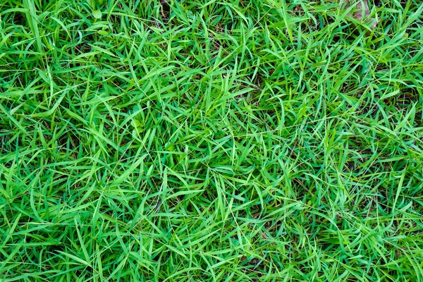 Grön Färsk Gräs Konsistens Botanisk Bakgrund Real Gräs — Stockfoto