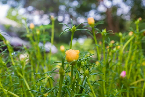 Kolorowy Kwiat Ogród Zielonym Liściem Zbliżenie — Zdjęcie stockowe