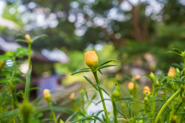 緑の葉が閉じられたカラフルな花の庭 — ストック写真