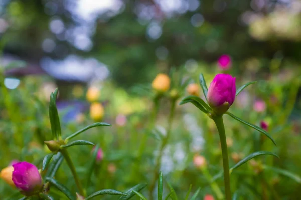 Färgglada Blomma Trädgård Med Gröna Blad Nära Håll — Stockfoto