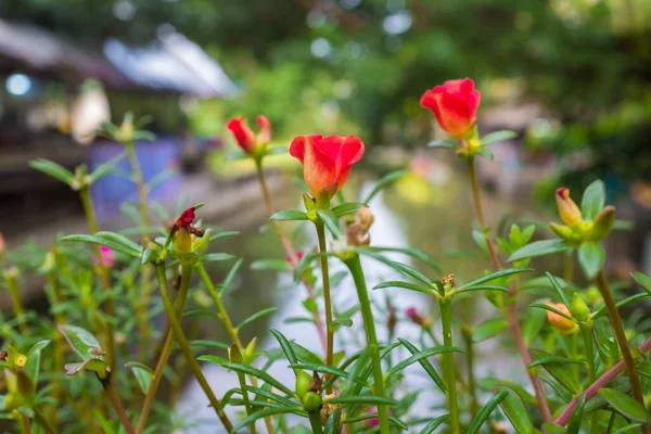 Jardin Fleuri Coloré Avec Feuille Verte Gros Plan — Photo