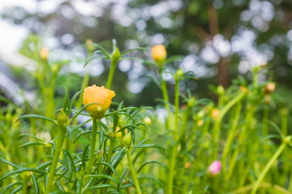 Πολύχρωμο Κήπο Λουλουδιών Πράσινο Φύλλο Κοντά — Φωτογραφία Αρχείου