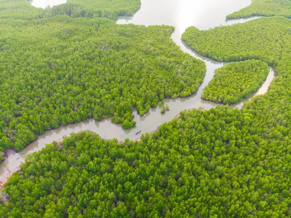 Aerial view green tropical mangrove forest with boat pathway, Phangnga Thailand