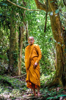 Budist keşiş derin orman dini kavramında meditasyon yapar.