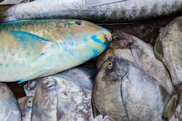 Sea Food Fresh Fish Market Industry — Stock Photo, Image