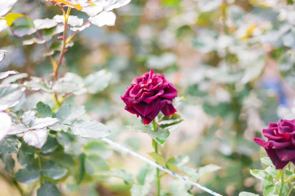 Plantation Roses Avec Des Fleurs Roses Dans Jardin — Photo