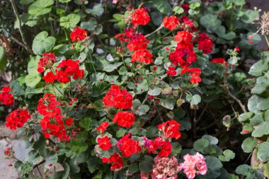 Bahçesinde gül çiçeği olan gül ağacı fidanlığı