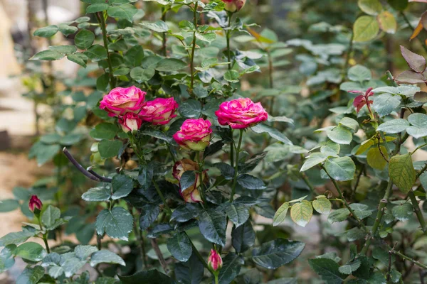 Plantation Roses Avec Des Fleurs Roses Dans Jardin — Photo