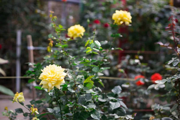 Plantacja Róży Kwiatem Róży Ogrodzie — Zdjęcie stockowe