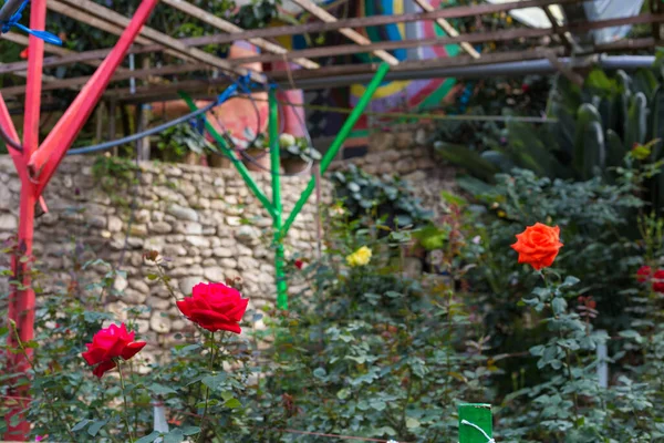 Rose tree plantation with rose flower in garden