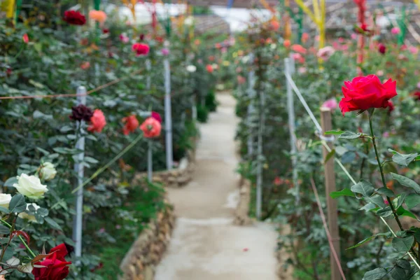Plantación Rosales Con Flor Rosa Jardín — Foto de Stock