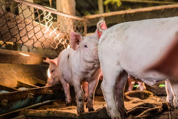 Porcino Sucio Granja Rural Industria Agrícola Granja Porcina — Foto de Stock