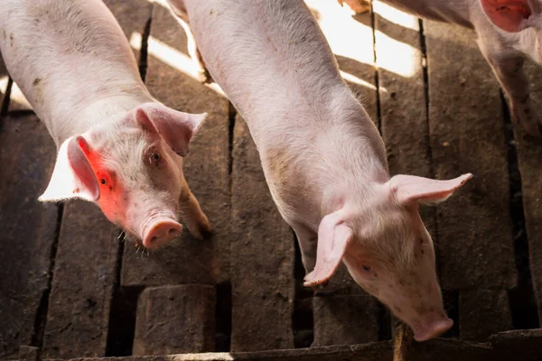 Smutsiga Gris Lantgård Jordbruksindustri Swine Farm — Stockfoto