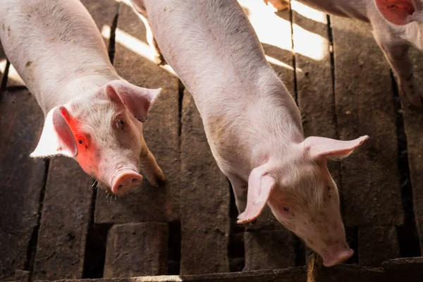 Špinavé Prase Venkovském Zemědělském Průmyslu Prasečí Farma — Stock fotografie