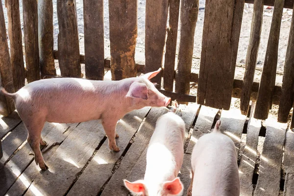 Špinavé Prase Venkovském Zemědělském Průmyslu Prasečí Farma — Stock fotografie