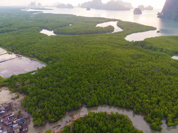 Tropical Mangrove Green Tree Forest Sea Bay Morning Sunrise Aerial — Stock fotografie