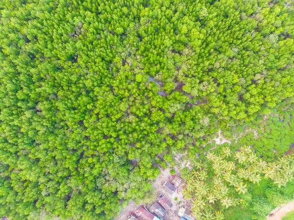 Tropisk Mangrove Grönt Träd Skog Havsvik Morgon Soluppgång Flygfoto — Stockfoto