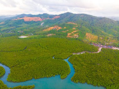 Tropikal mangrov yeşili ağaç ormanı sabah güneşi, hava manzarası