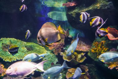 Renkli mercan resifleri ve deniz balıkları su altında, deniz yaşamı